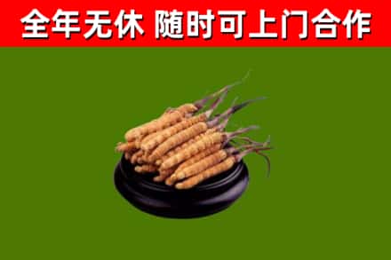 信阳市回收冬虫夏草