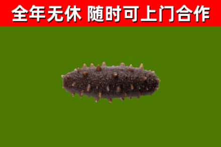 信阳市回收海参干
